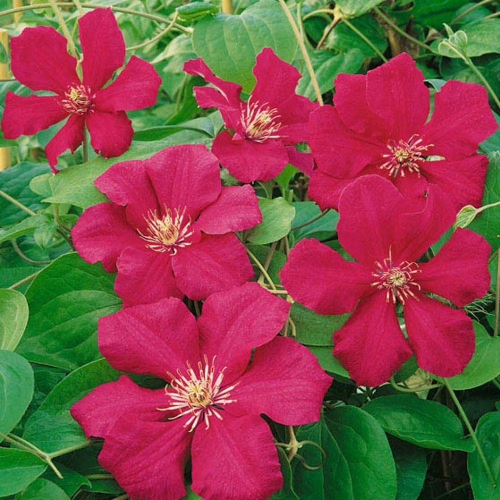Clematis Ernest Markham | Late Large Flowered Clematis