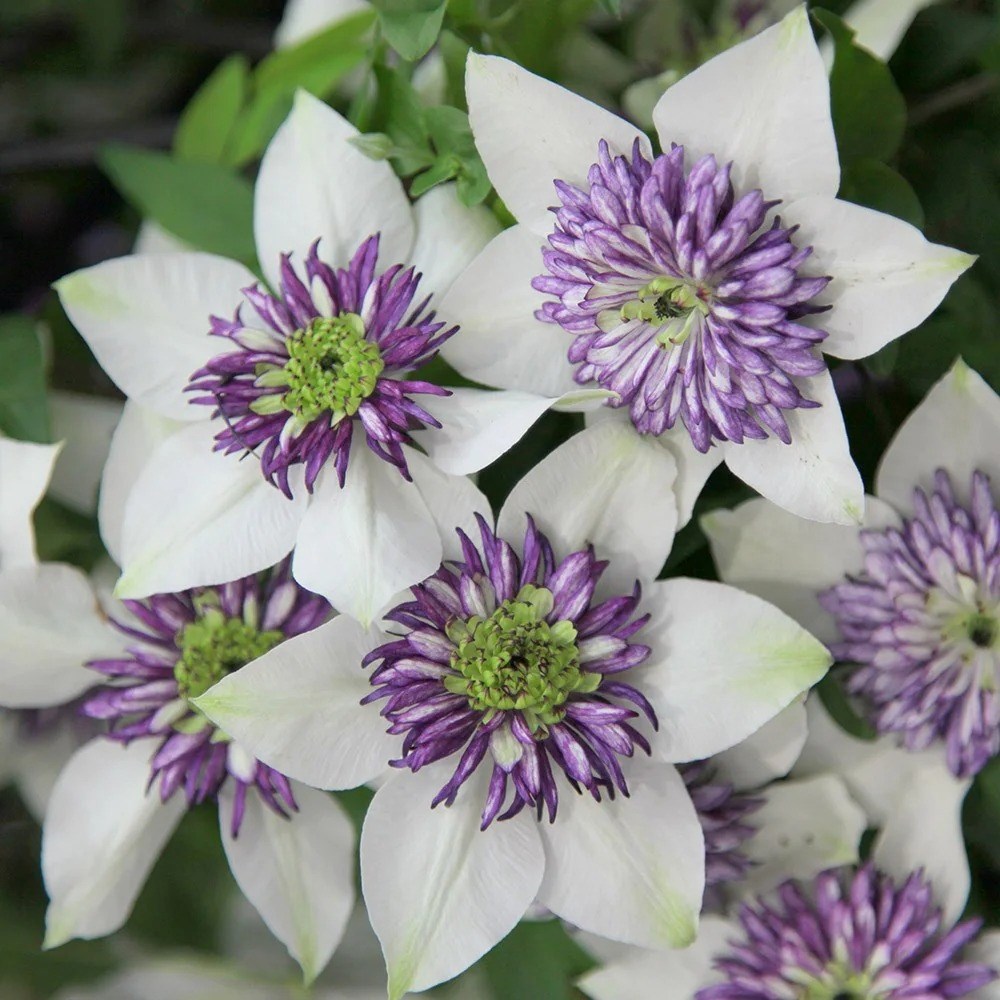 Clematis Florida Var. Florida Sieboldiana