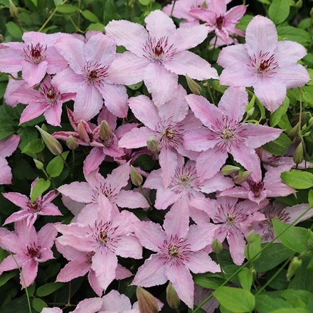 Clematis Hagley Hybrid | Late Large Flowered Clematis