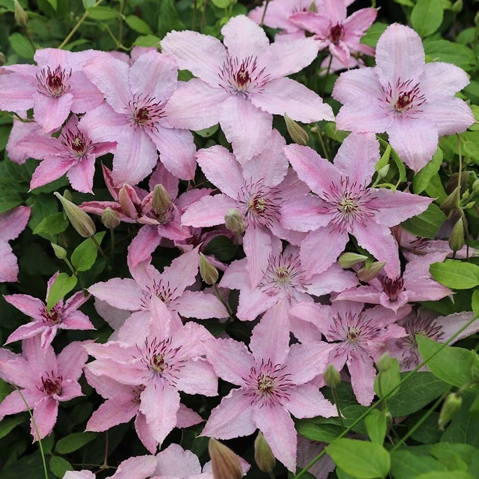 Clematis Hagley Hybrid | Late Large Flowered Clematis