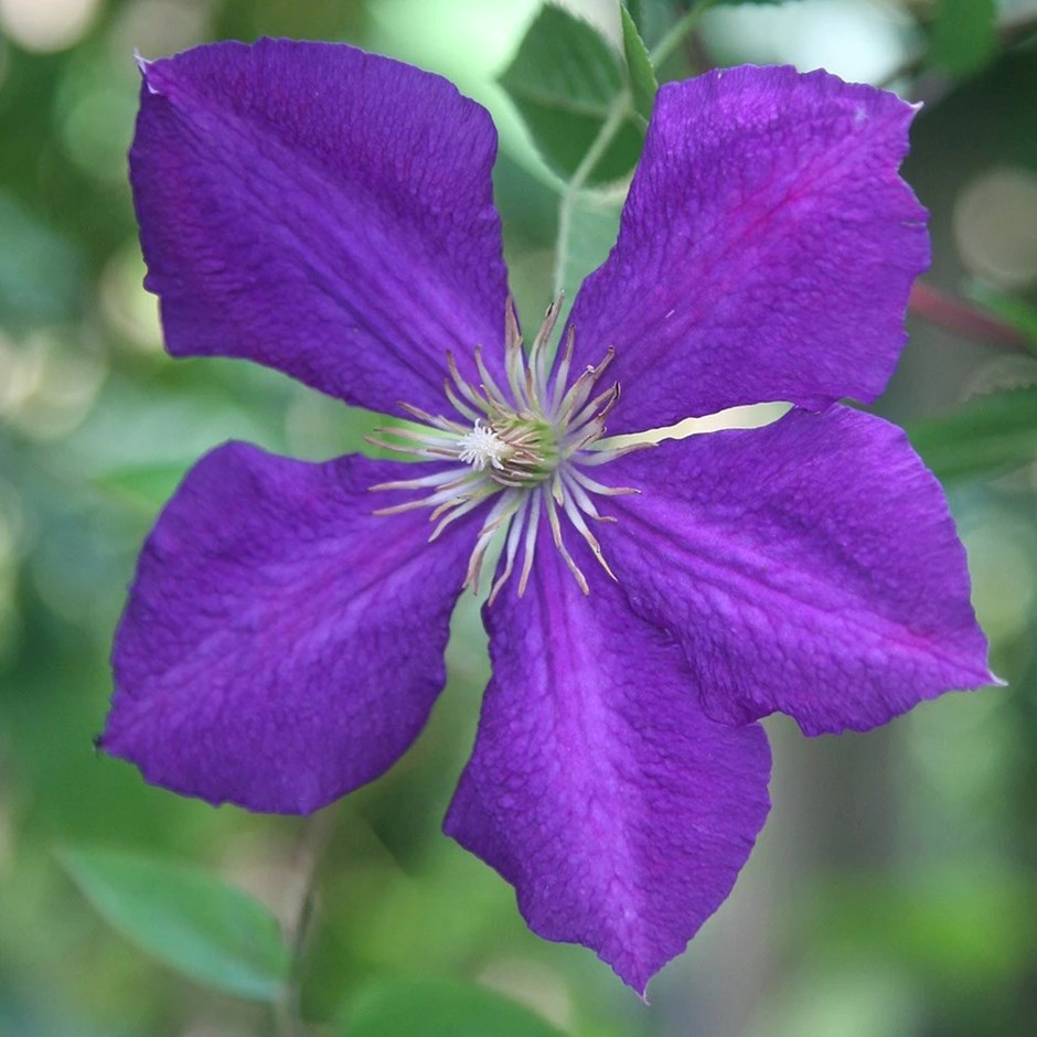 Clematis Jackmanii | Late Large Flowered Clematis