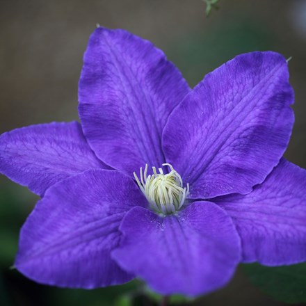 Clematis Lasurstern | Early Large Flowered Clematis