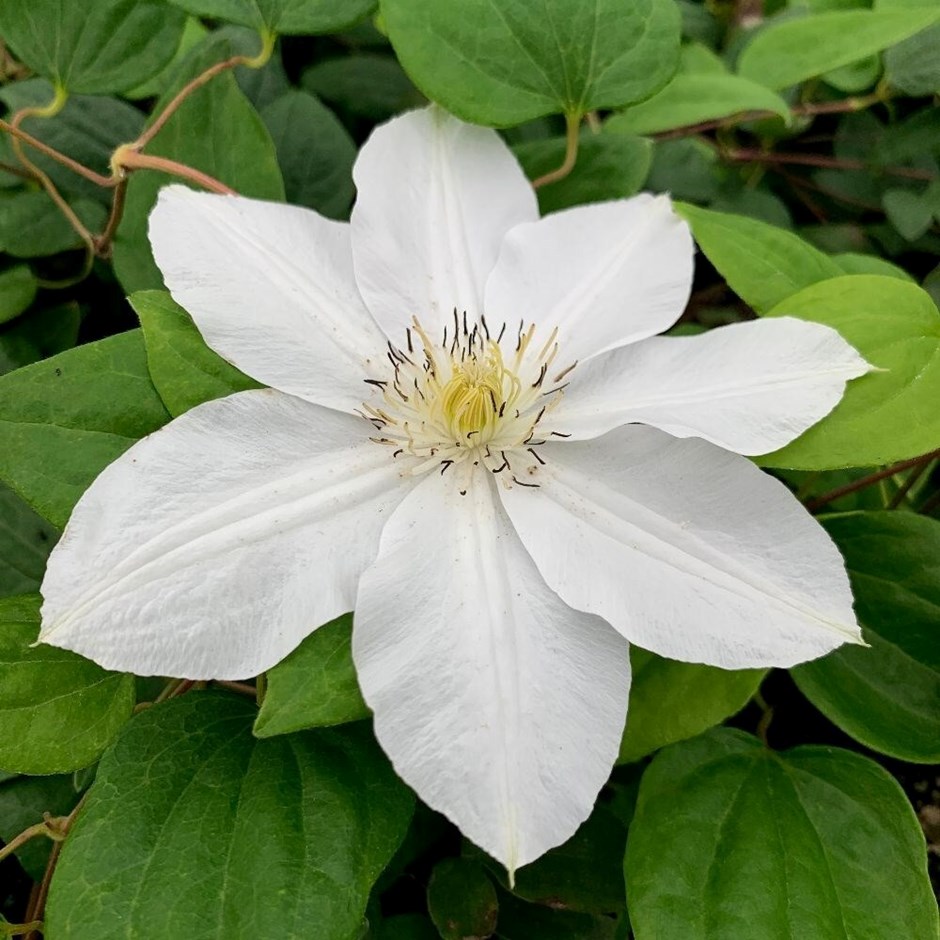 Clematis Marie Boisselot | Early Large Flowered Clematis
