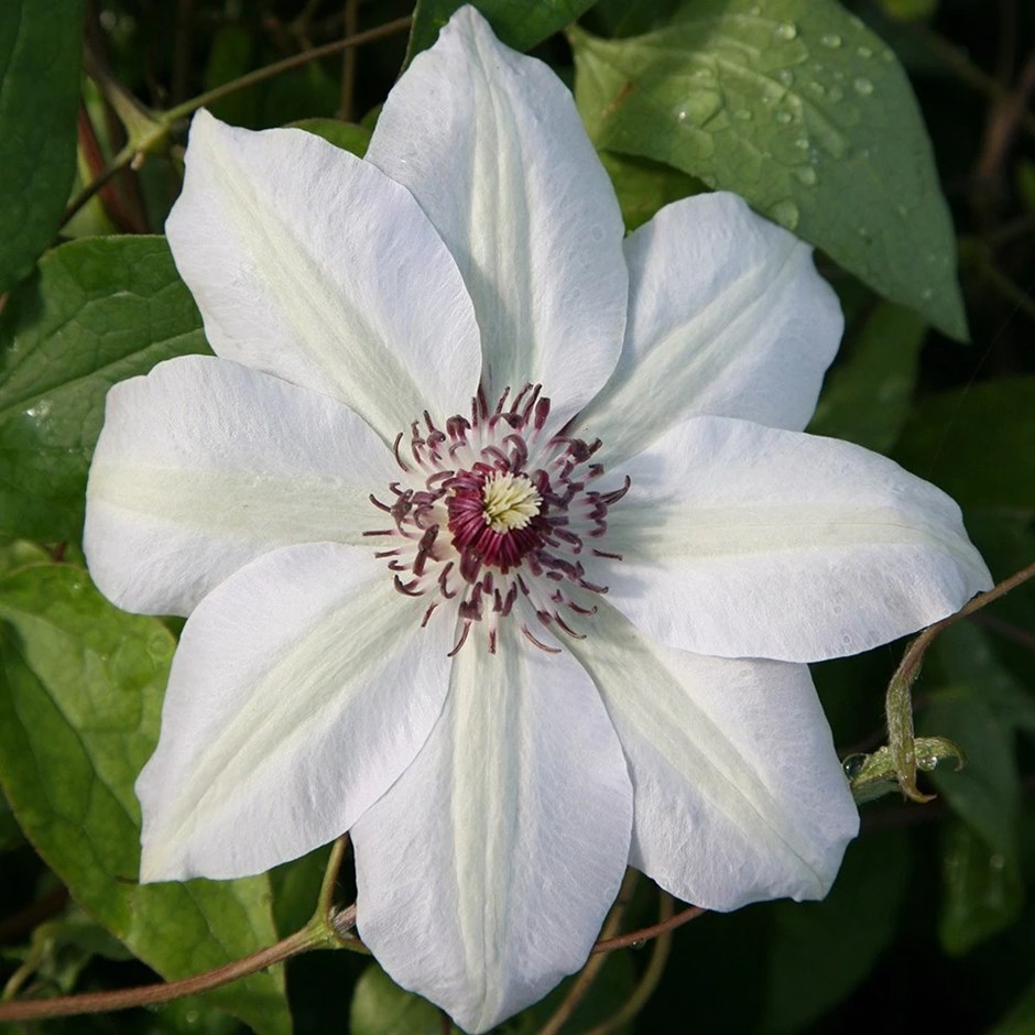 Clematis Miss Bateman | Early Large Flowered Clematis