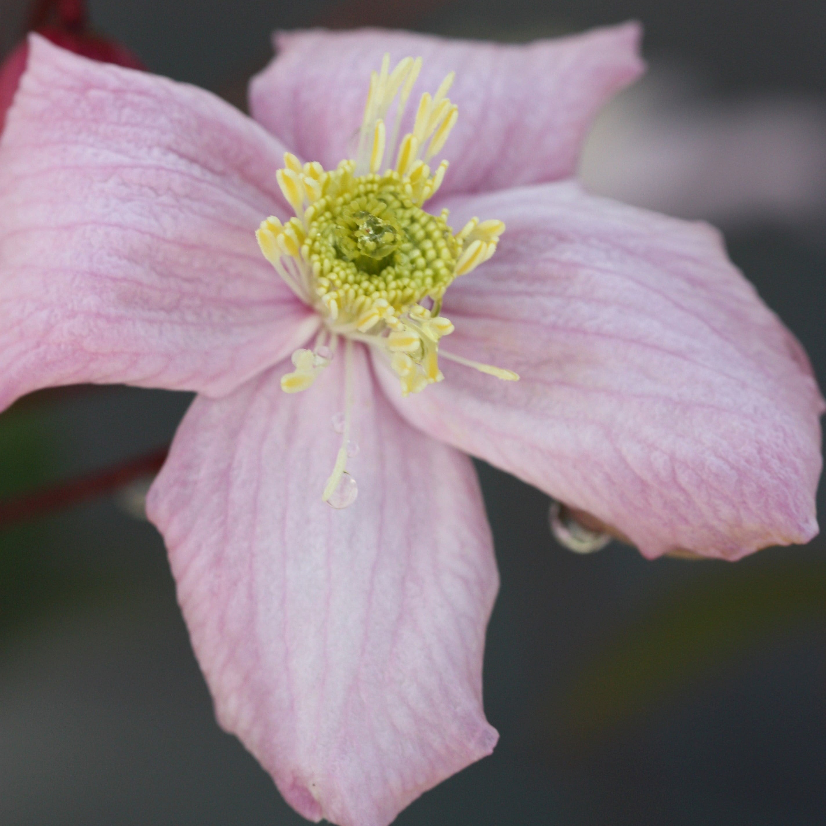 Clematis Elizabeth