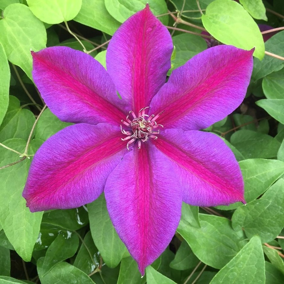 Clematis Mrs N. Thompson | Early Large Flowered Clematis