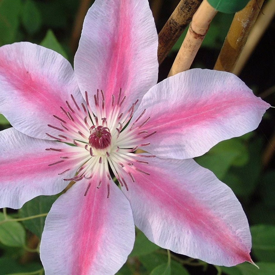 Clematis Nelly Moser | Early Large Flowered Clematis