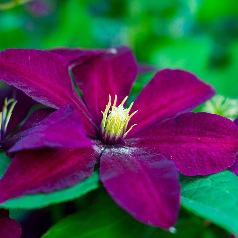 Clematis Niobe | Early Large Flowered Clematis