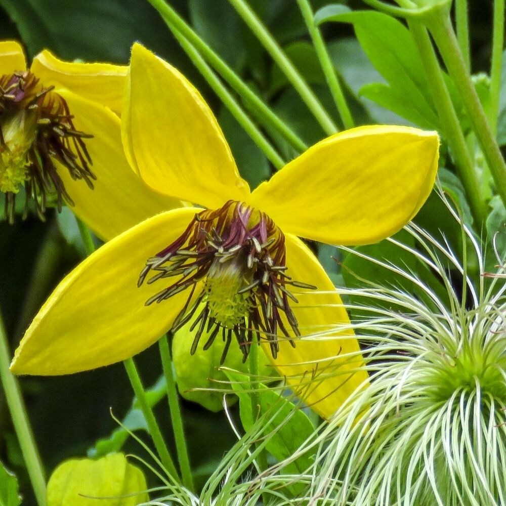 Clematis Bill Mackenzie | Orange Peel Clematis
