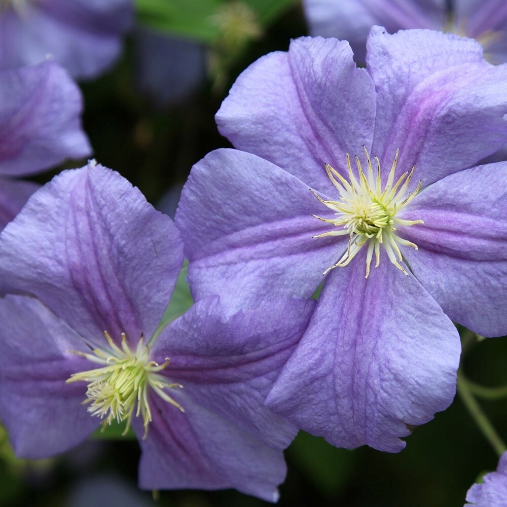 Clematis Perle dAzur | Late Large Flowered Clematis 