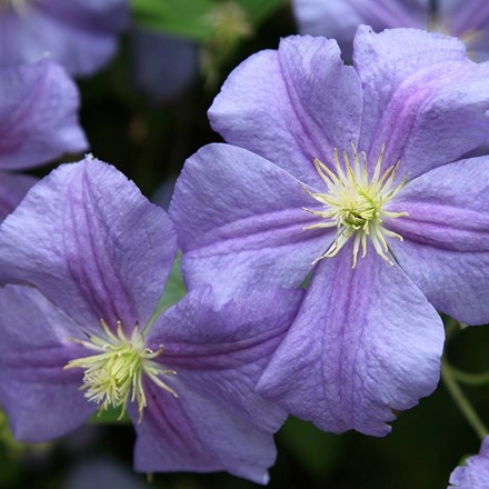 Clematis Perle d'Azur | Late Large Flowered Clematis