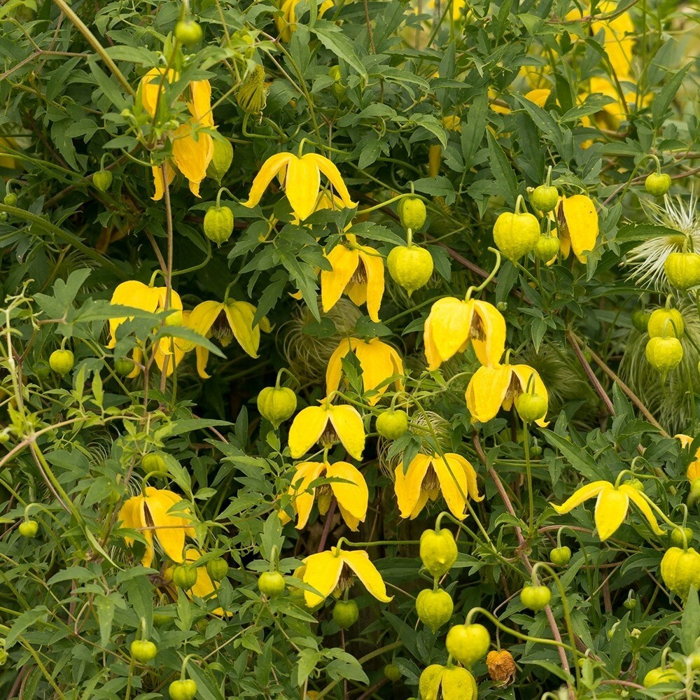 Clematis Tangutica | Golden Clematis