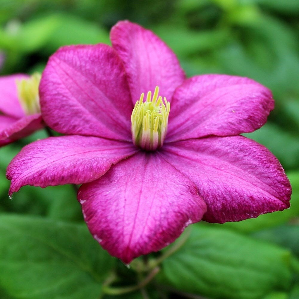 Clematis Ville De Lyon | Late Large Flowered Clematis