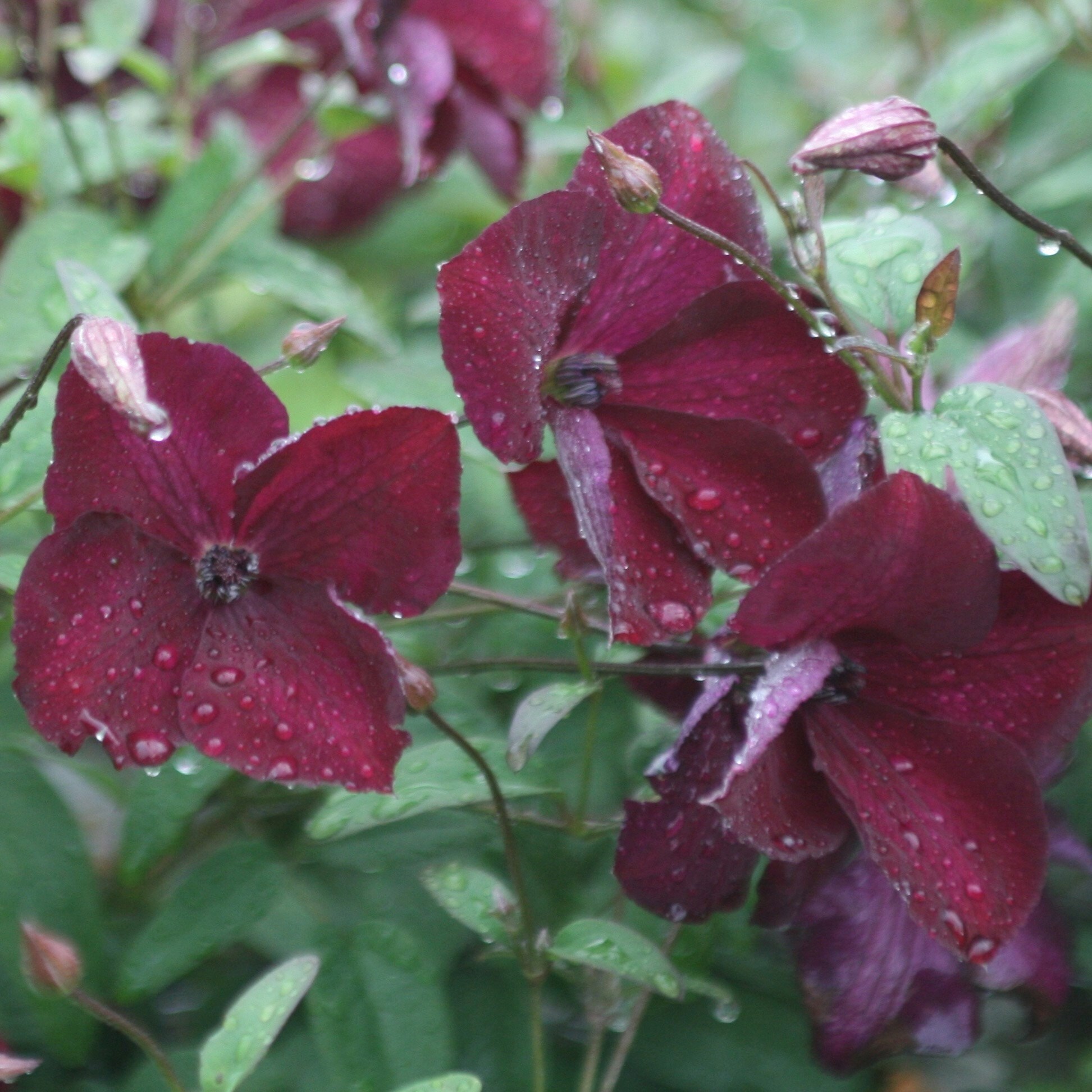Clematis Kermesina | Clematis