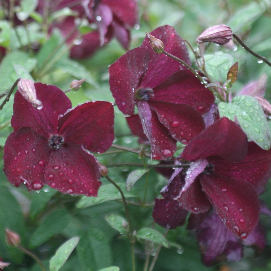 Clematis Kermesina | Clematis