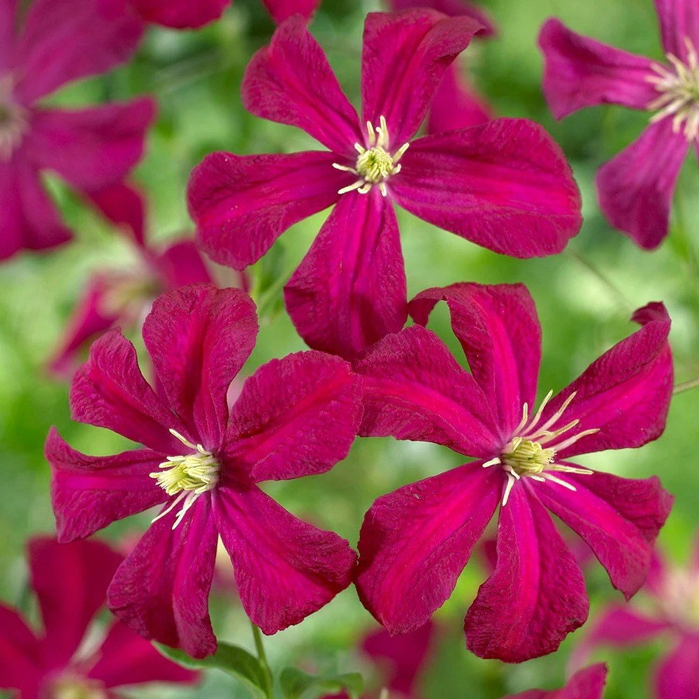 Clematis Madame Julia Correvon