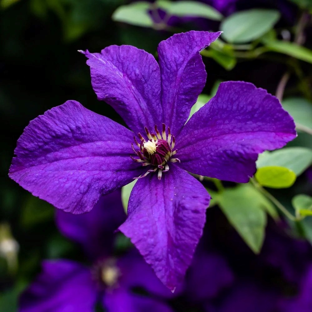 Clematis Polish Spirit