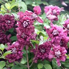 Clematis Purpurea Plena Elegans