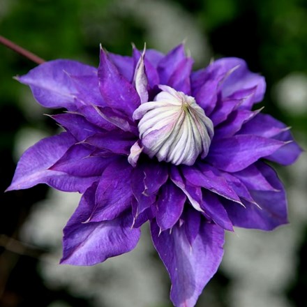Clematis Vyvyan Pennell | Early Large Flowered Clematis
