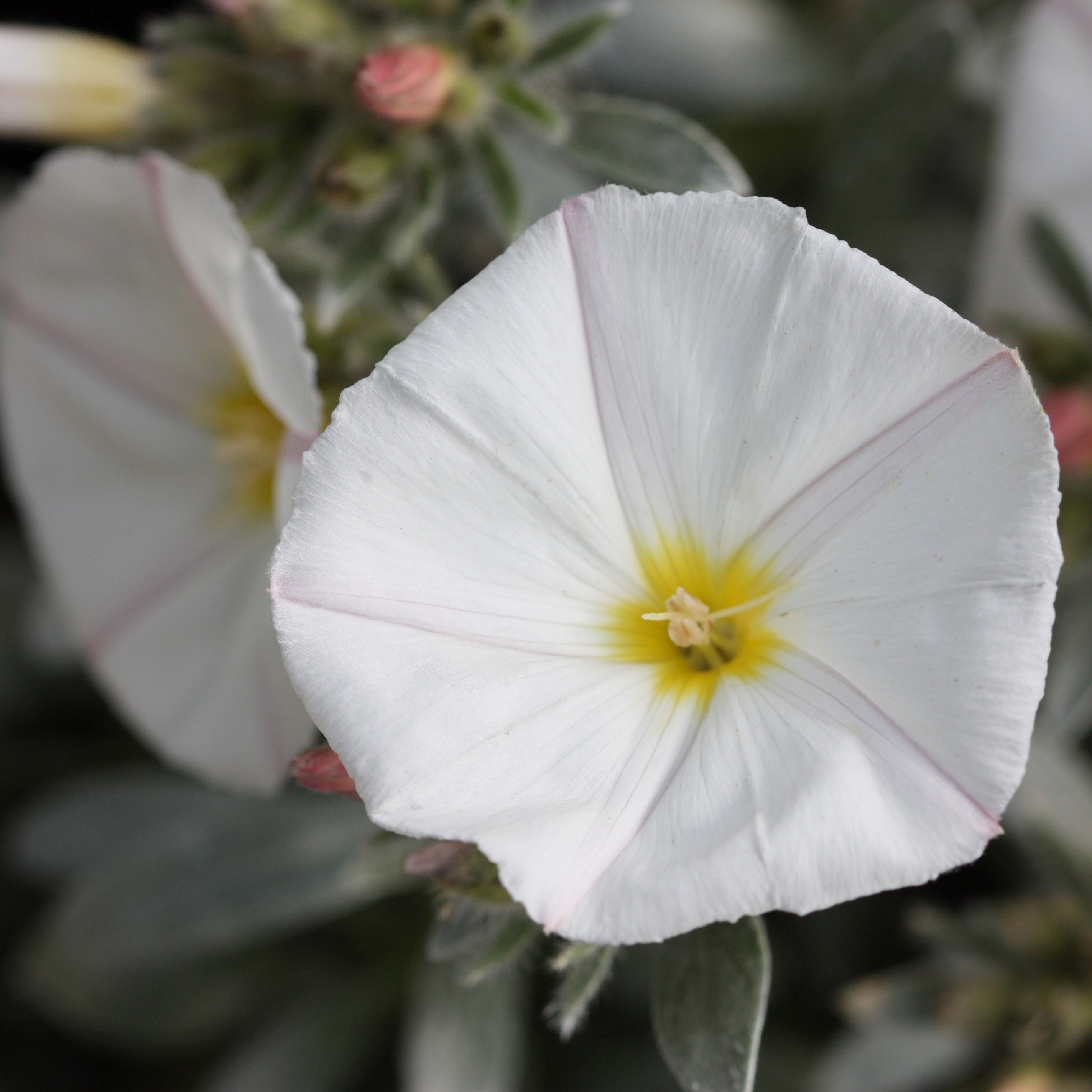 Convolvulus Cneorum | Convolvulus
