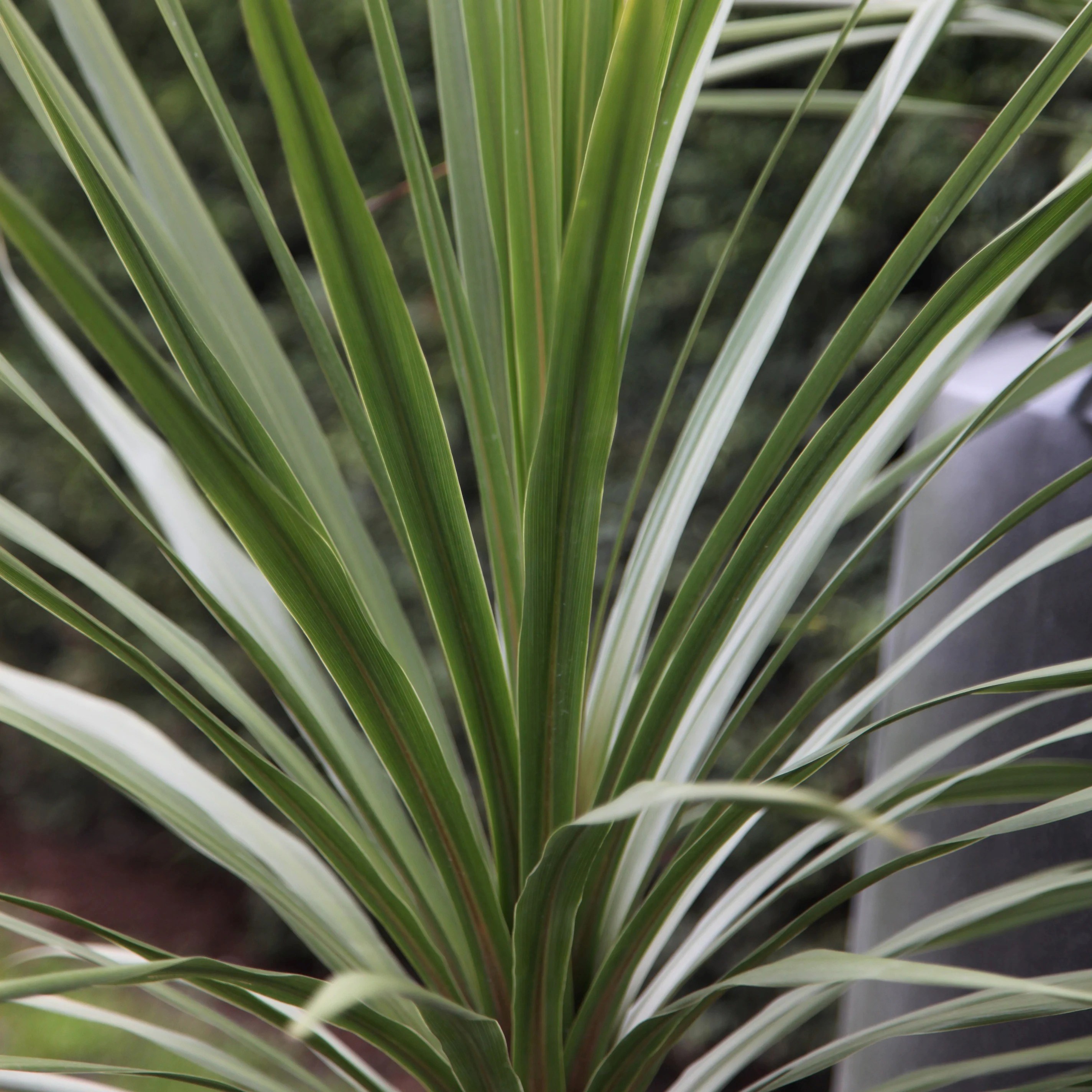 Cordyline Australis | Cabbage Tree