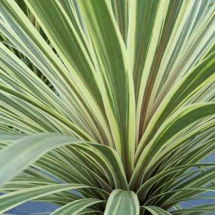 Cordyline australis 'Torbay Dazzler' | Cabbage Palm |