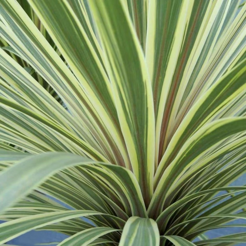 Cordyline Australis Torbay Dazzler | Cabbage Palm