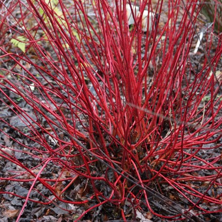 Cornus alba 'Sibirica' | Red-barked Dogwood |