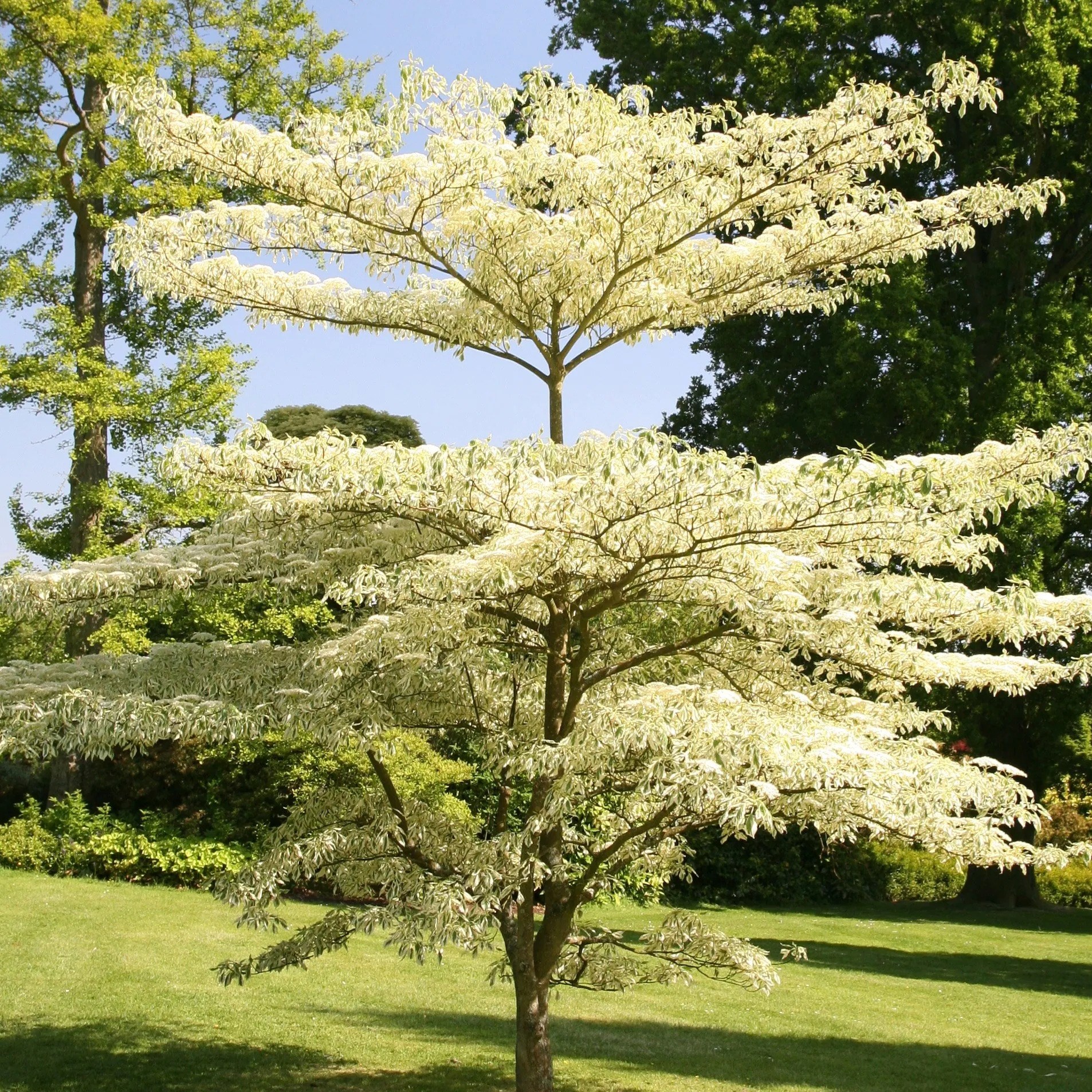 Cornus Controversa Variegata | Wedding Cake Tree