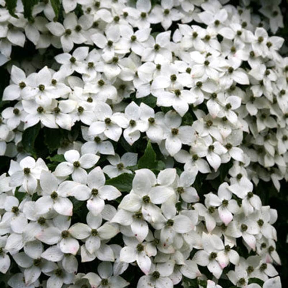 Cornus Kousa Var. Chinensis | Chinese Dogwood