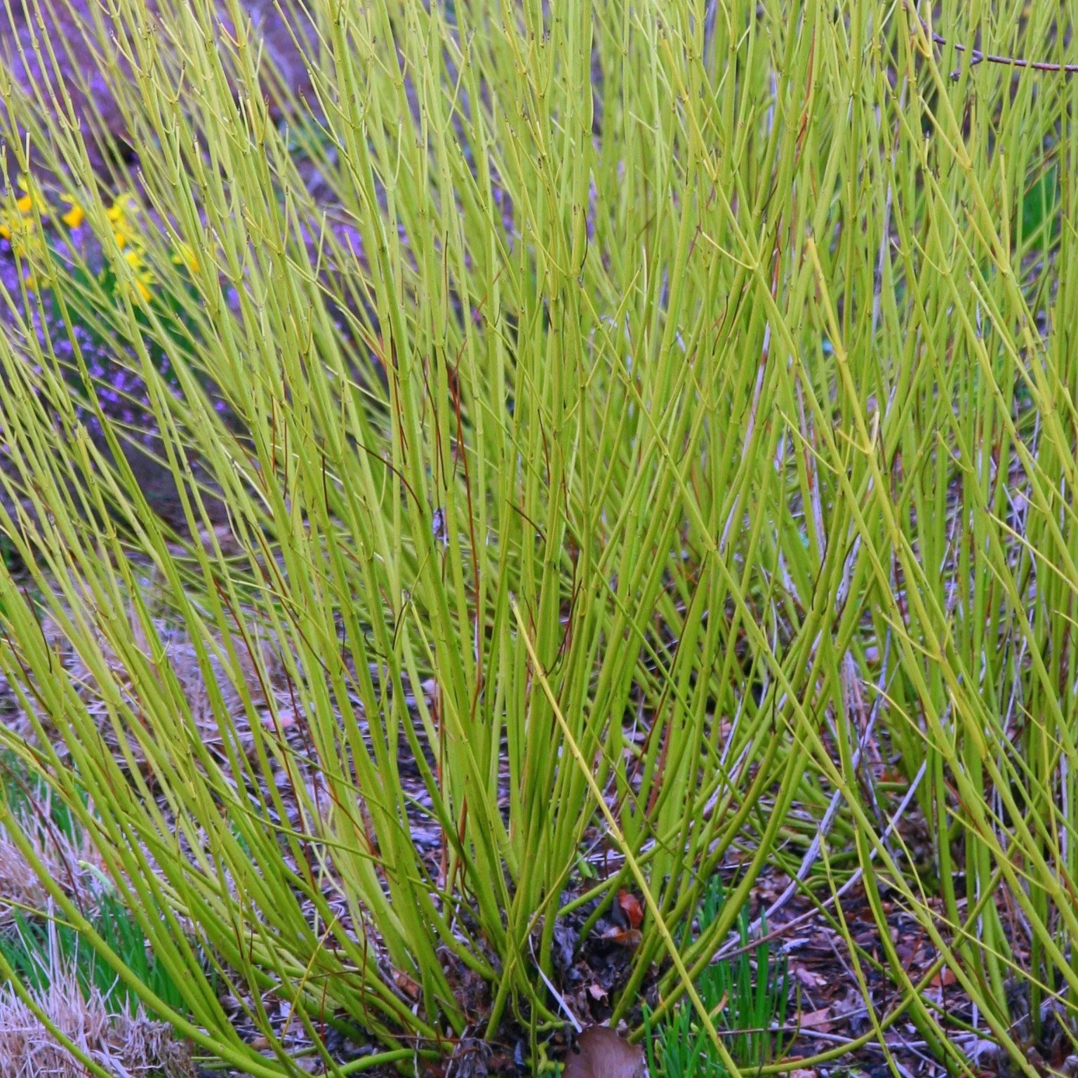 Cornus Sericea Flaviramea | Golden Twig Dogwood