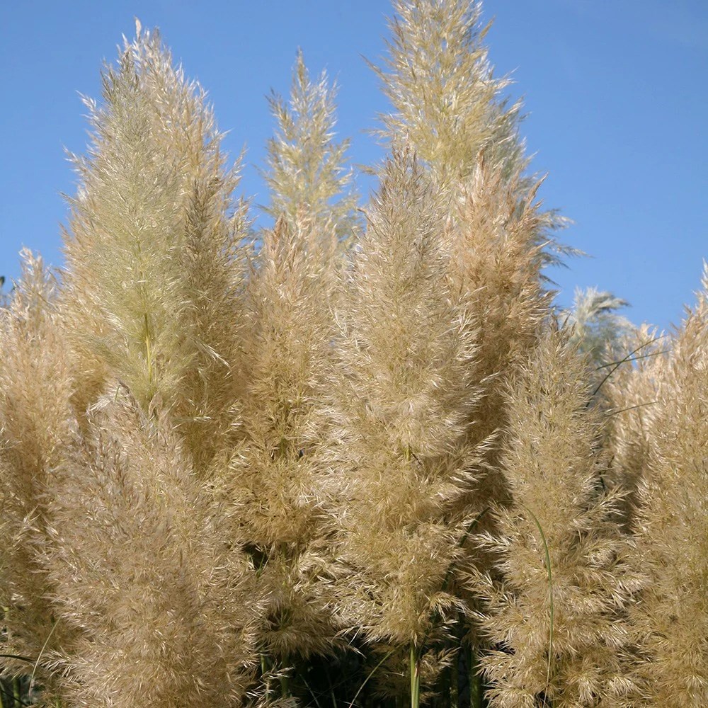 Cortaderia Selloana Pumila | Pampas Grass