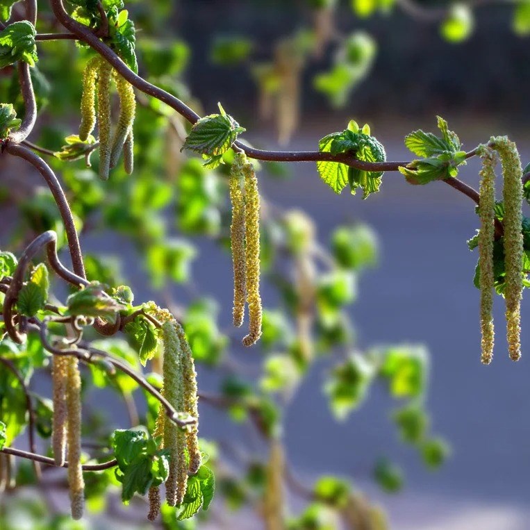Corylus Avellana Contorta | Corkscrew Hazel