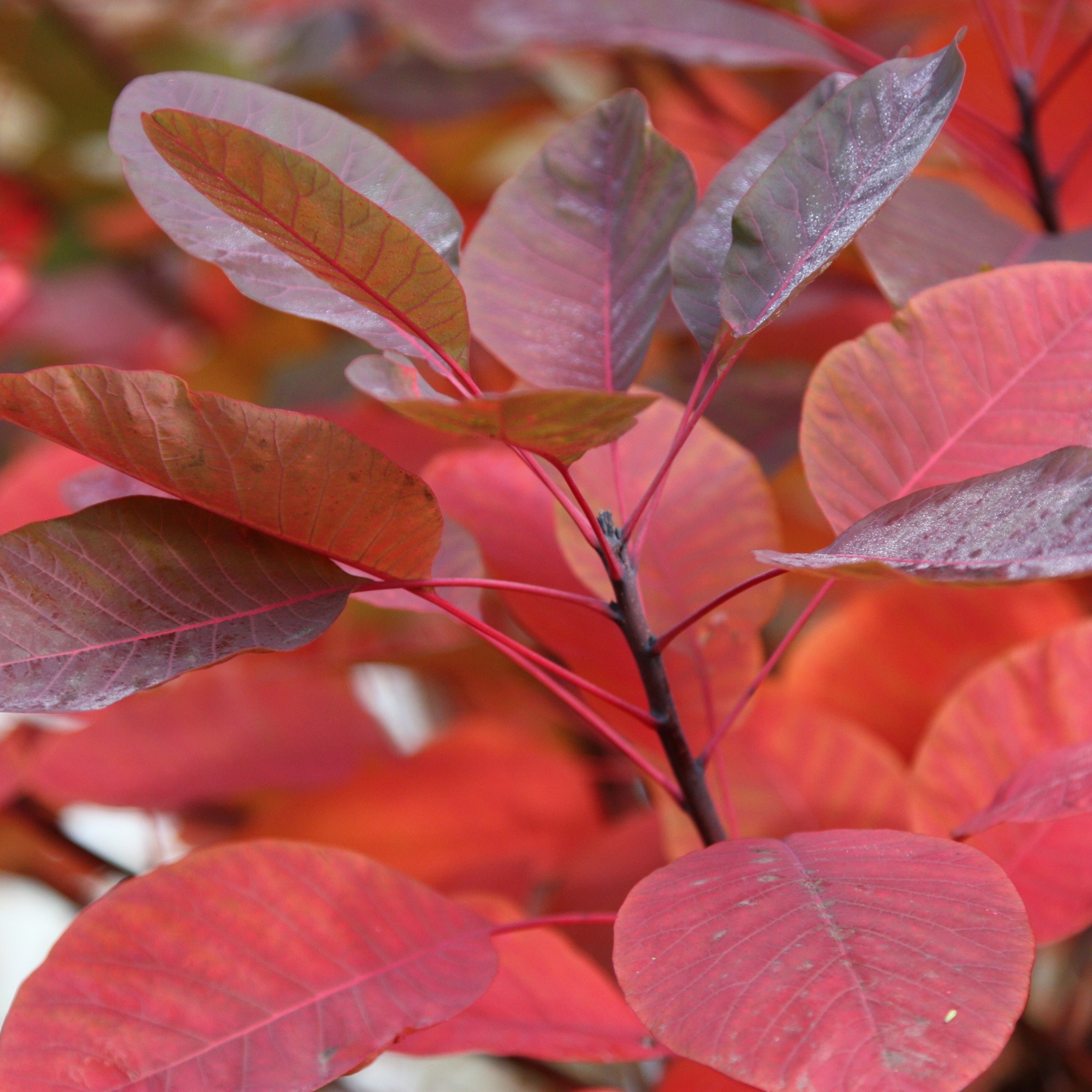 Cotinus Grace | Smoke Bush