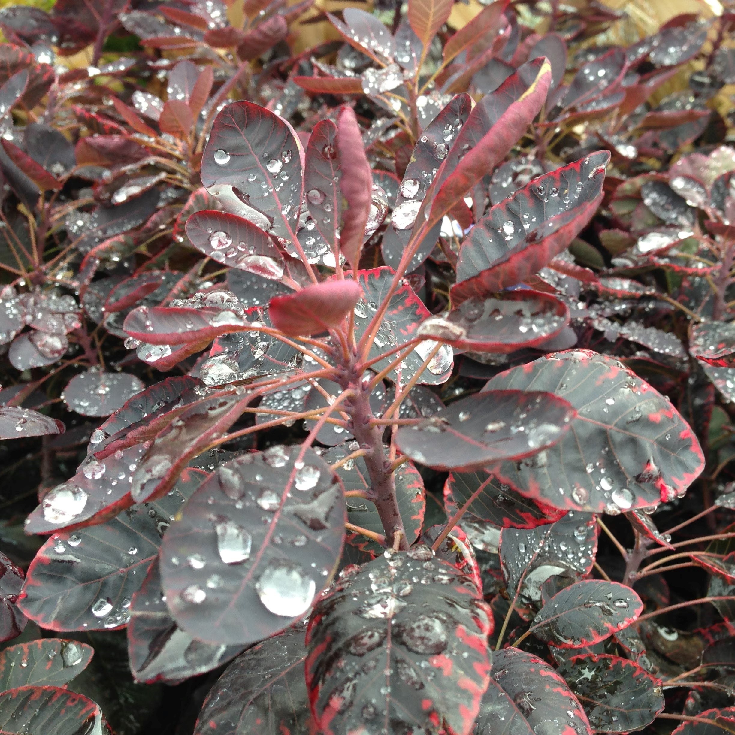 Cotinus Coggygria Royal Purple | Smoke Bush
