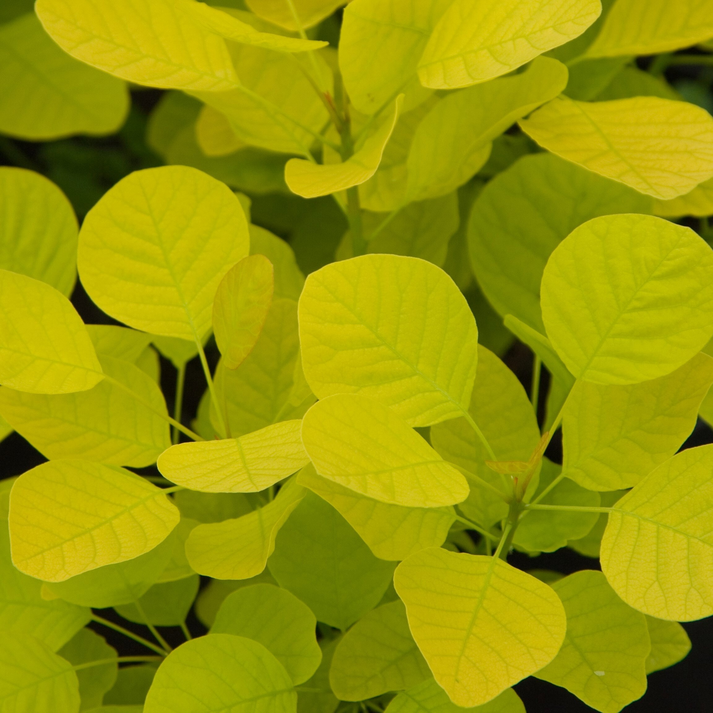 Cotinus Coggygria Golden Spirit | Smoke Bush