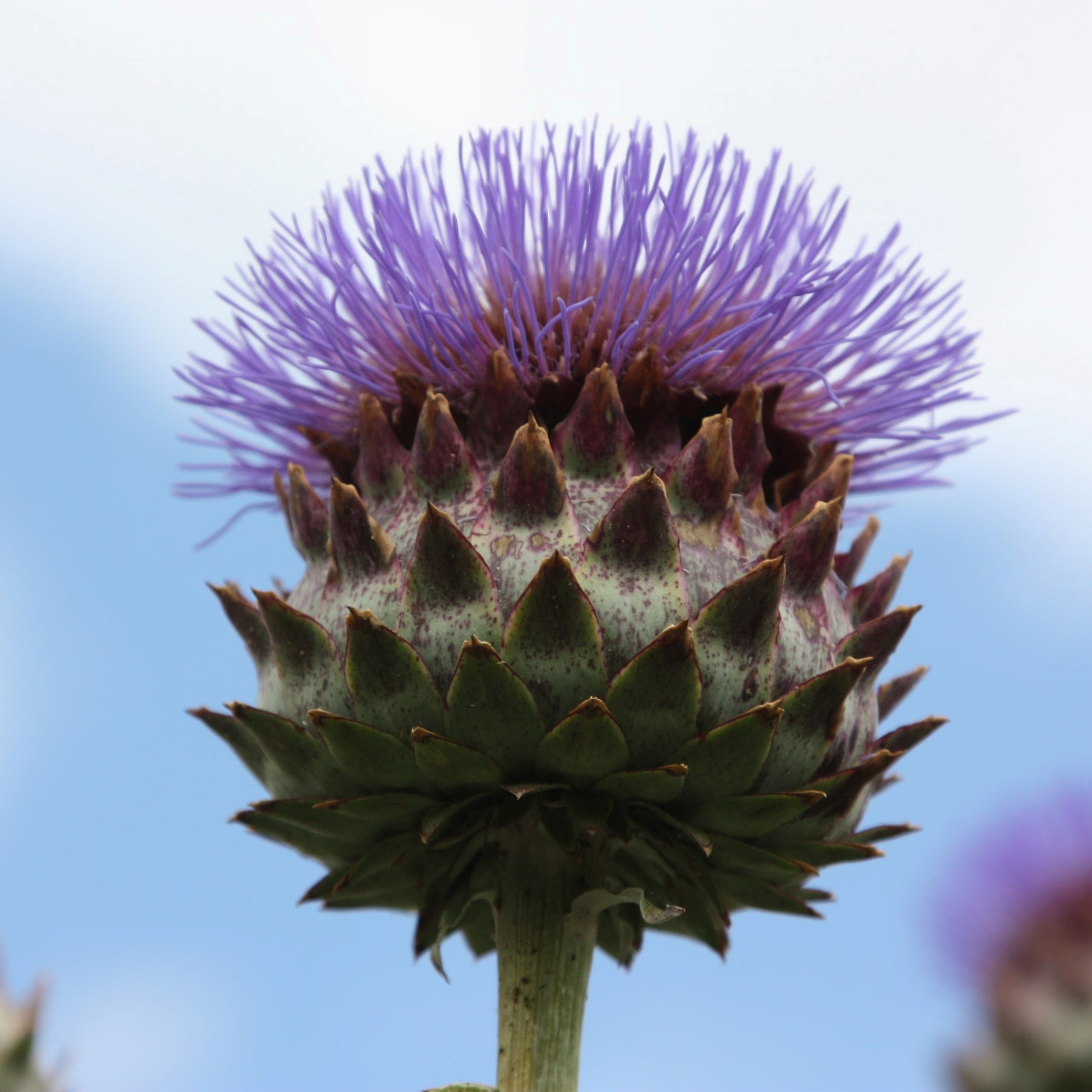 Cynara Cardunculus | Cardoon