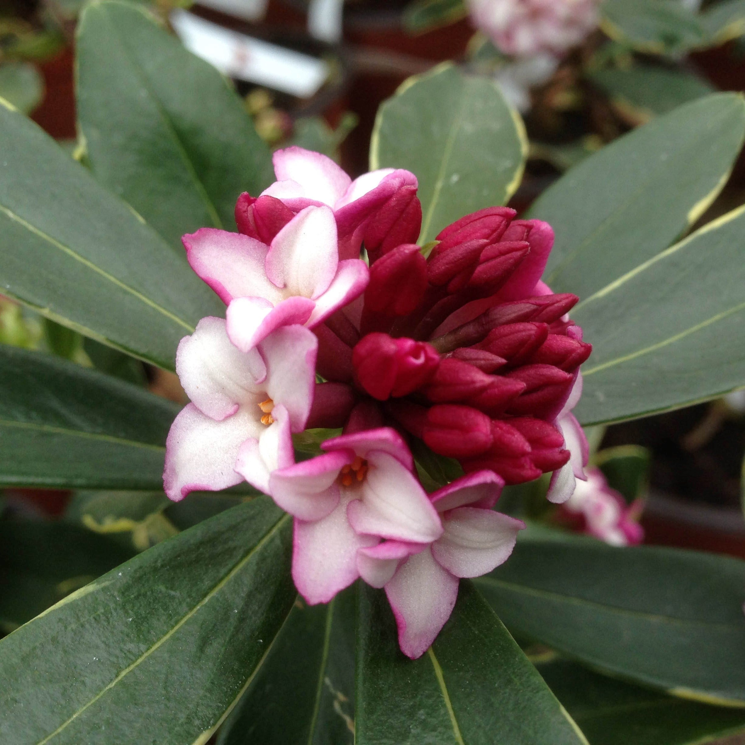 Daphne Odora Aureomarginata