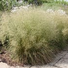 Deschampsia cespitosa | Tufted Hair Grass |
