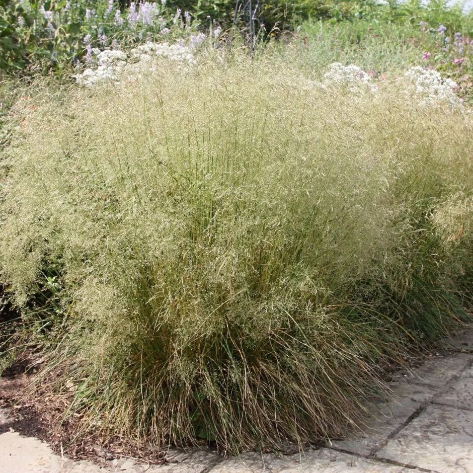 Deschampsia Cespitosa | Tufted Hair Grass