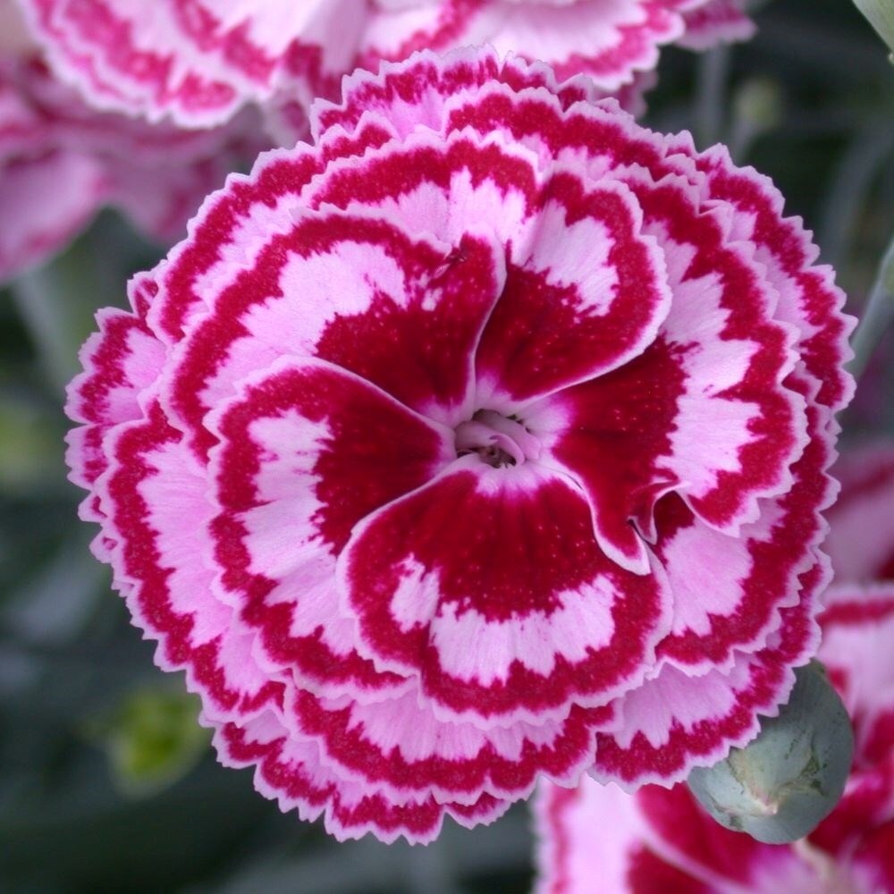 Dianthus Moulin Rouge | Pink