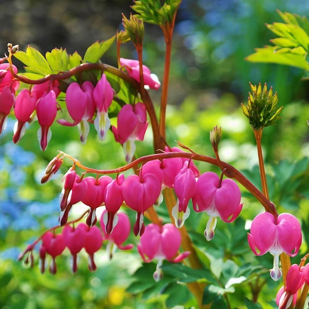 Dicentra Spectabilis | Bleeding Heart | Lamprocapnos