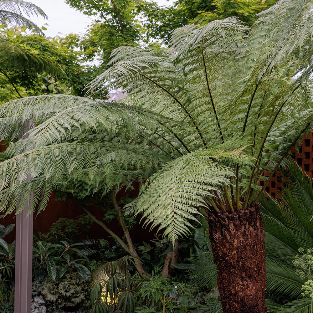 Dicksonia Antarctica | Tree Fern