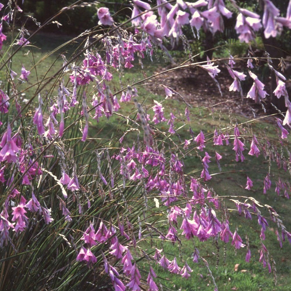 Dierama Pulcherrimum | Angels Fishing Rod