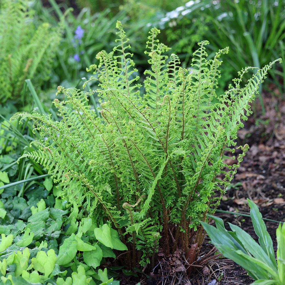 Dryopteris Affinis Cristata | Golden Male Fern
