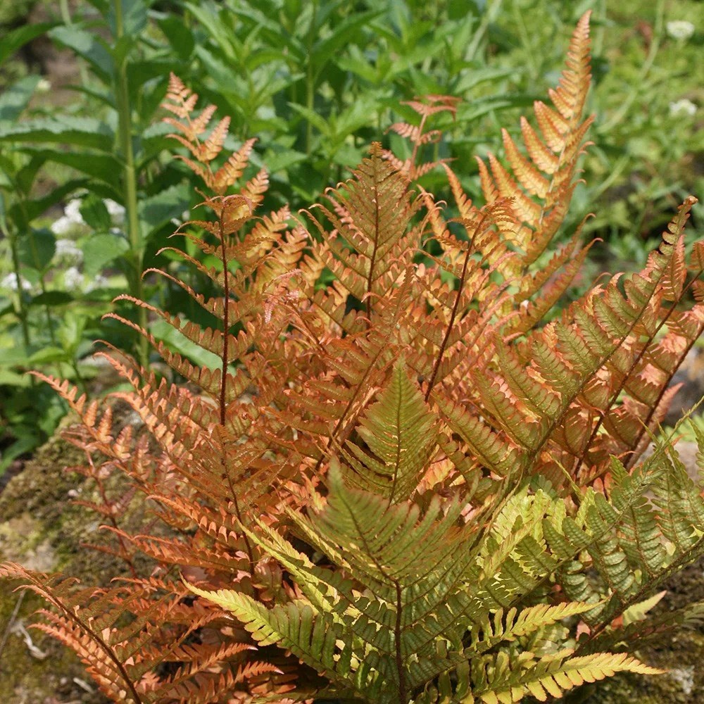 Dryopteris Erythrosora | Buckler Fern