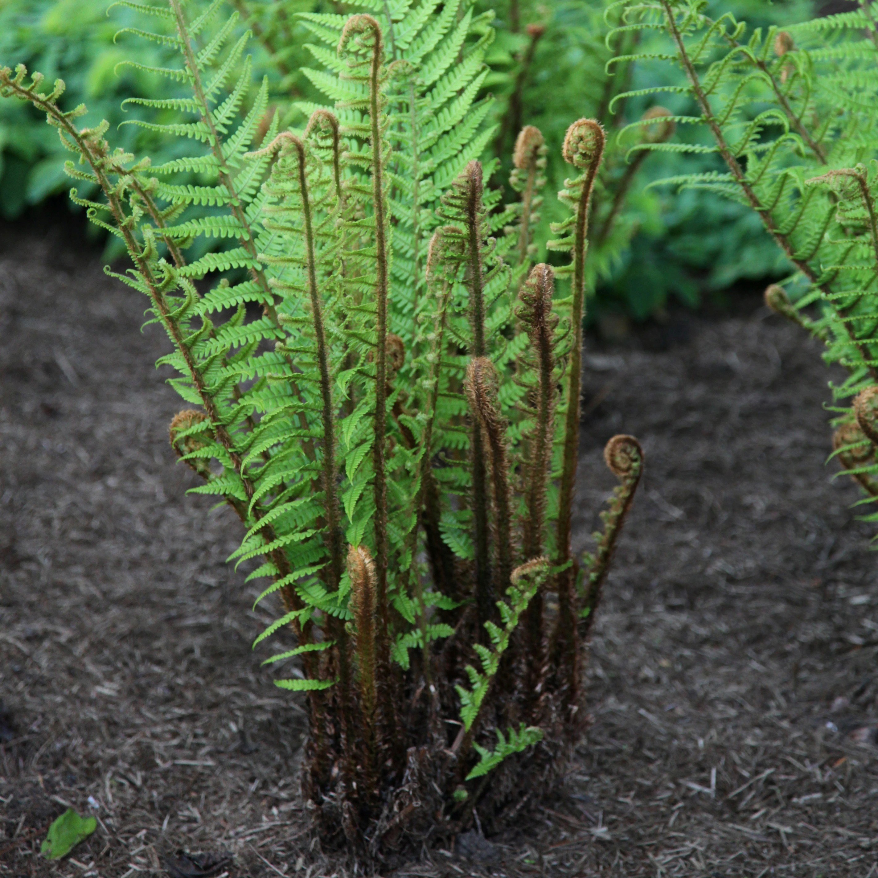 Dryopteris Wallichiana | Alpine Wood Fern