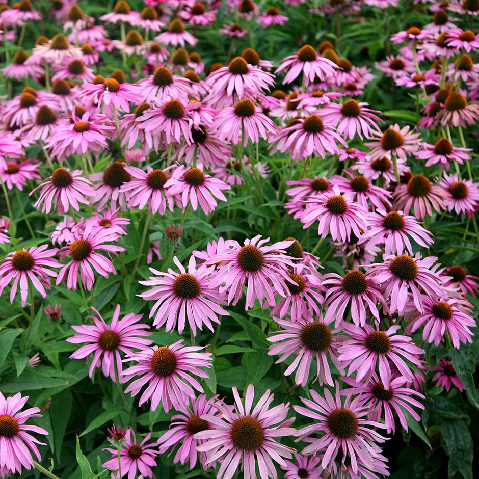 Buy Echinacea purpurea 'Magnus' | Coneflower | Echinacea purpurea ...