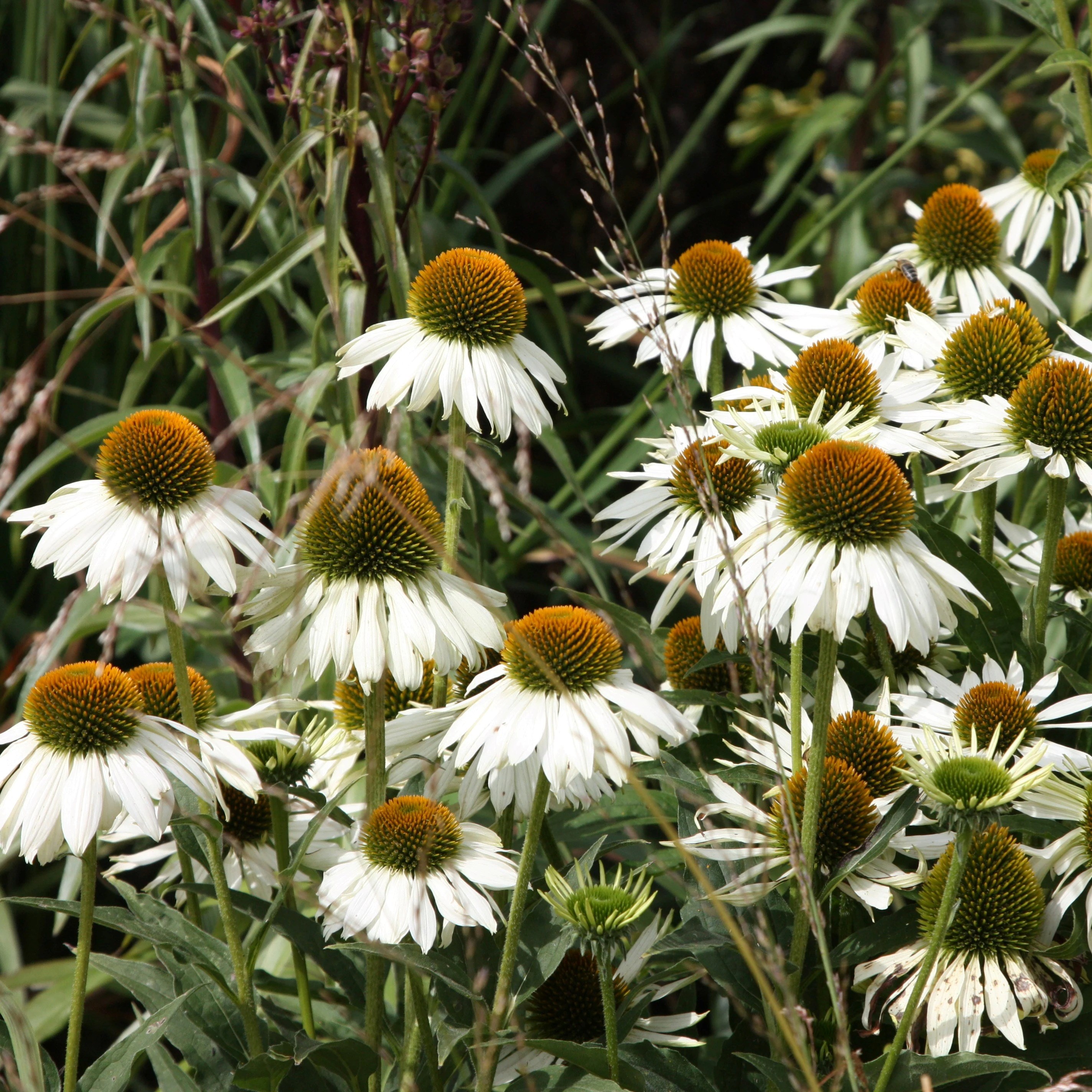 Echinacea Purpurea White Swan | Coneflower