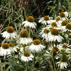 Echinacea purpurea 'White Swan' | Coneflower |